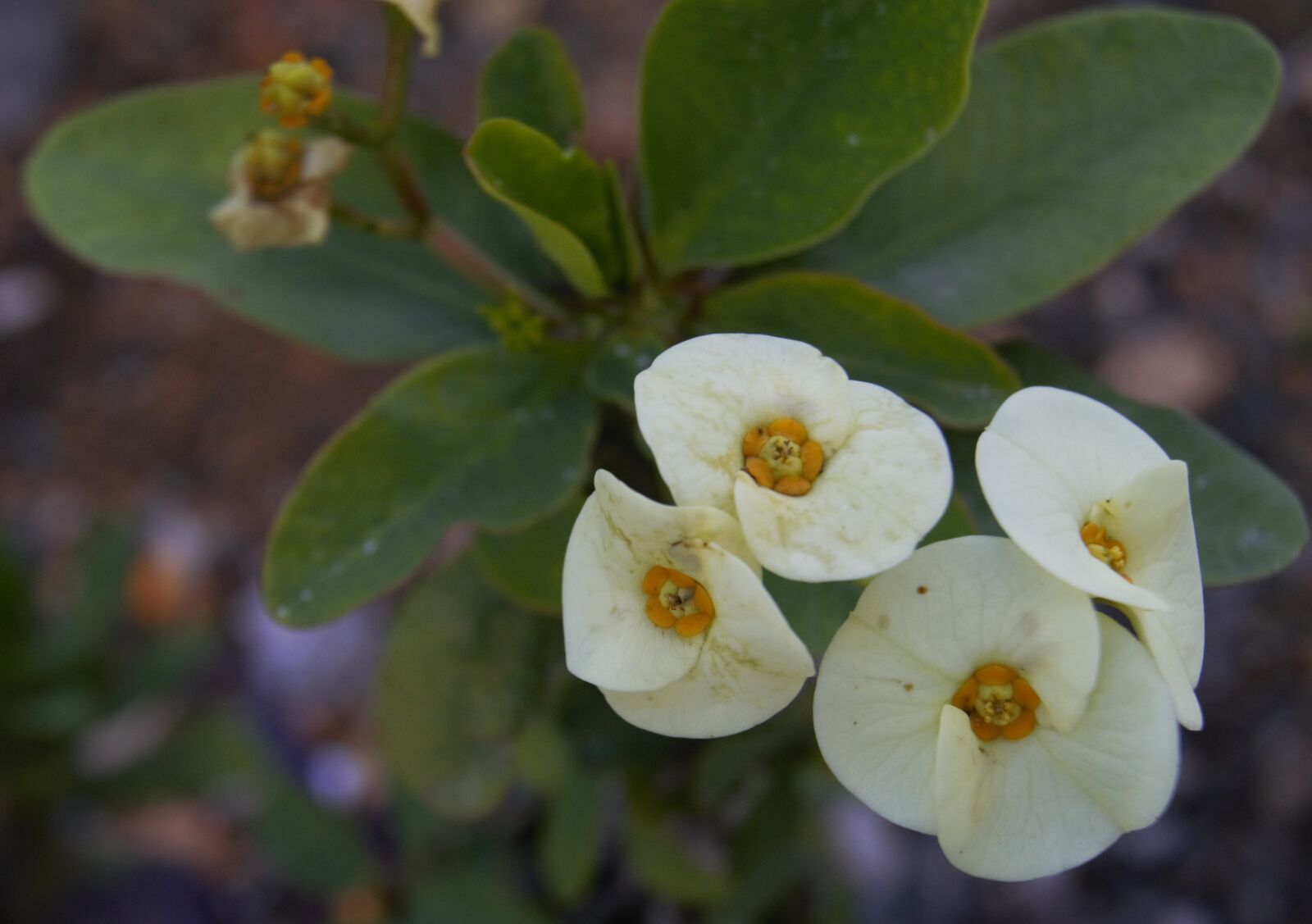 Sony Alpha DSLR-A550 sample photo. Flower, white flowers, garden photography