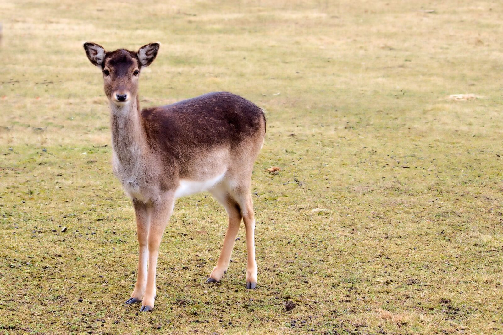 Canon EOS 600D (Rebel EOS T3i / EOS Kiss X5) sample photo. Roe deer, fallow deer photography