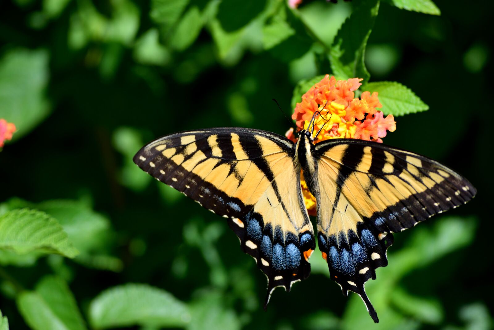 Nikon D3300 sample photo. Butterfly, nature, insect photography