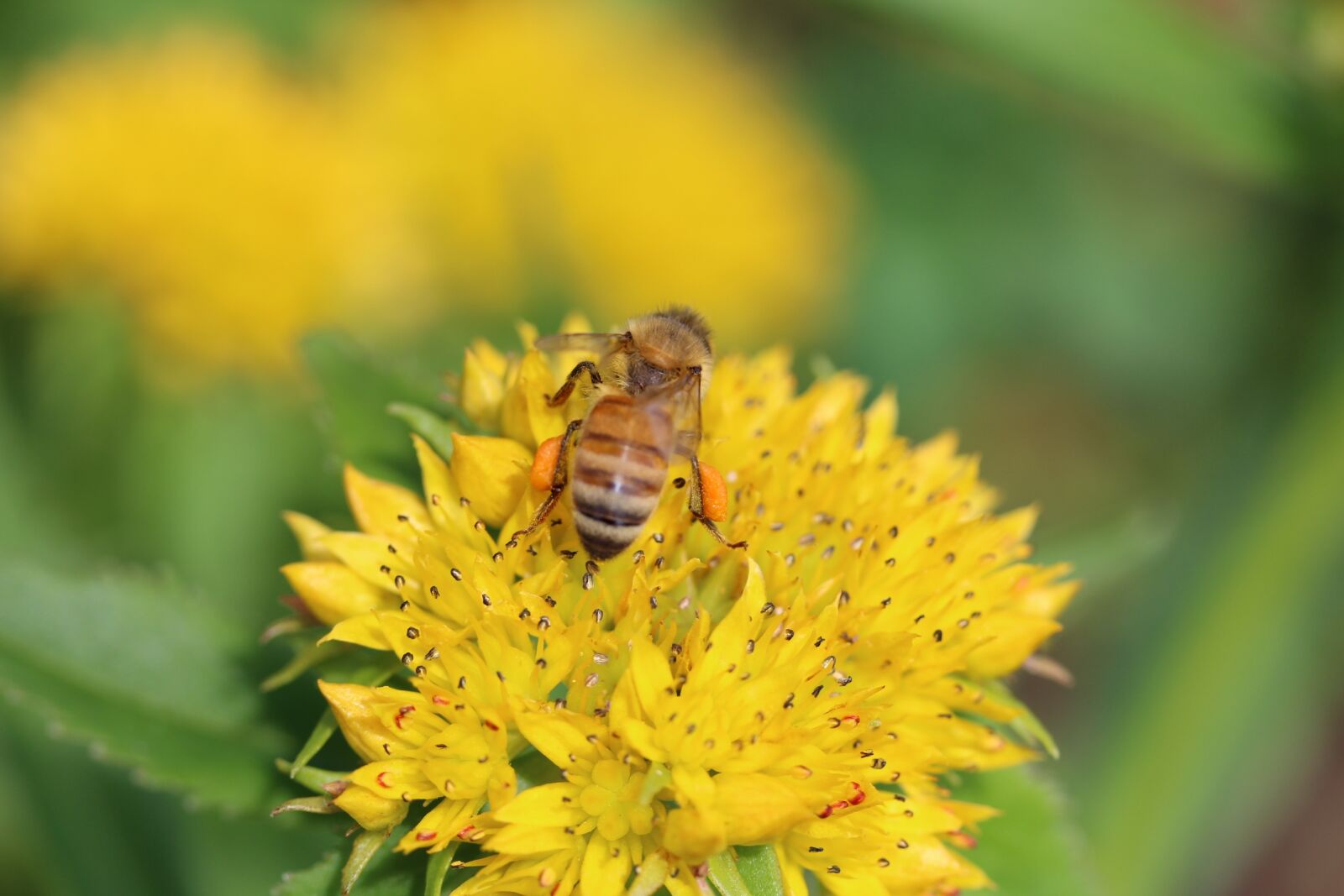 Canon EF-S 60mm F2.8 Macro USM sample photo. Nectar, bee, flower photography