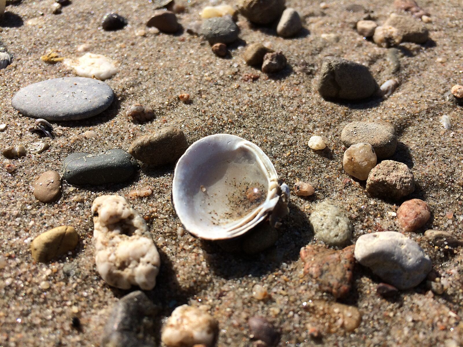 Apple iPhone 5s sample photo. Beach, shell, sand photography