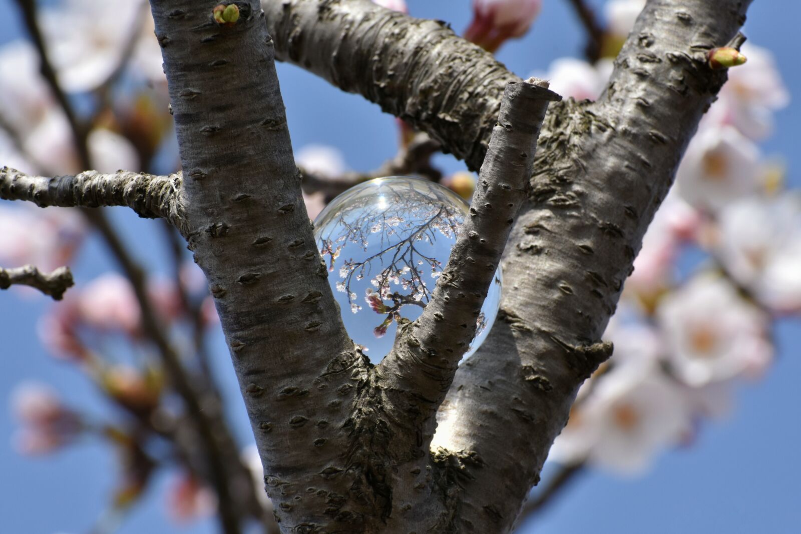 Nikon D7200 sample photo. Natural, landscape, plant photography