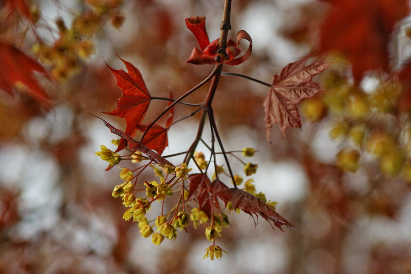 Sony Alpha DSLR-A350 sample photo. Maple, red, spring photography