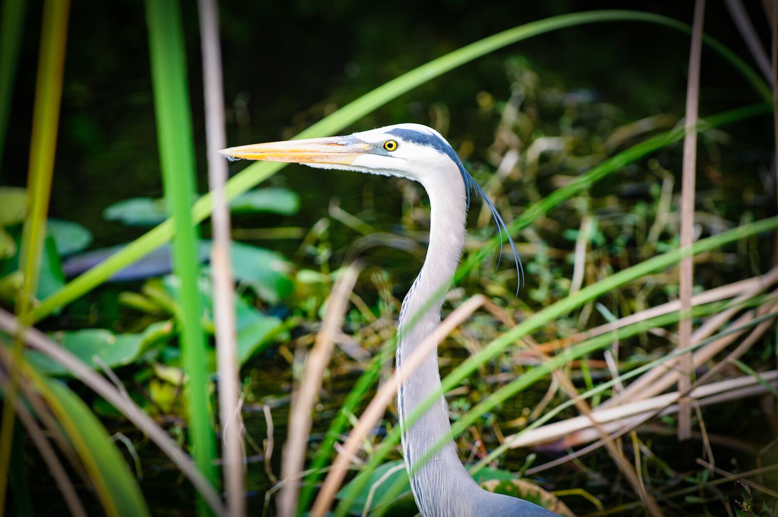 Nikon D300 sample photo. Bird, animal, nature photography