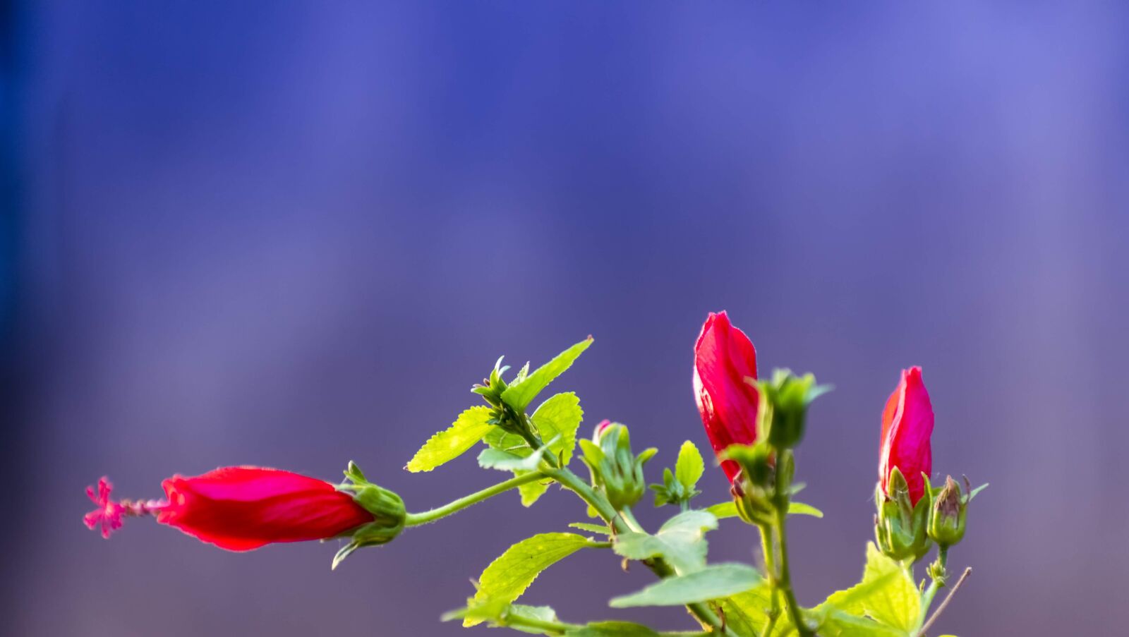 Nikon D3400 sample photo. Flowers, hibiscus, petals photography