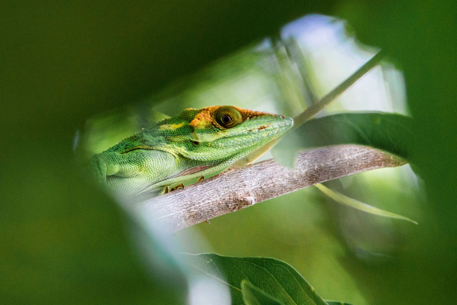 Nikon D3200 sample photo. Lizard, reptile, green photography
