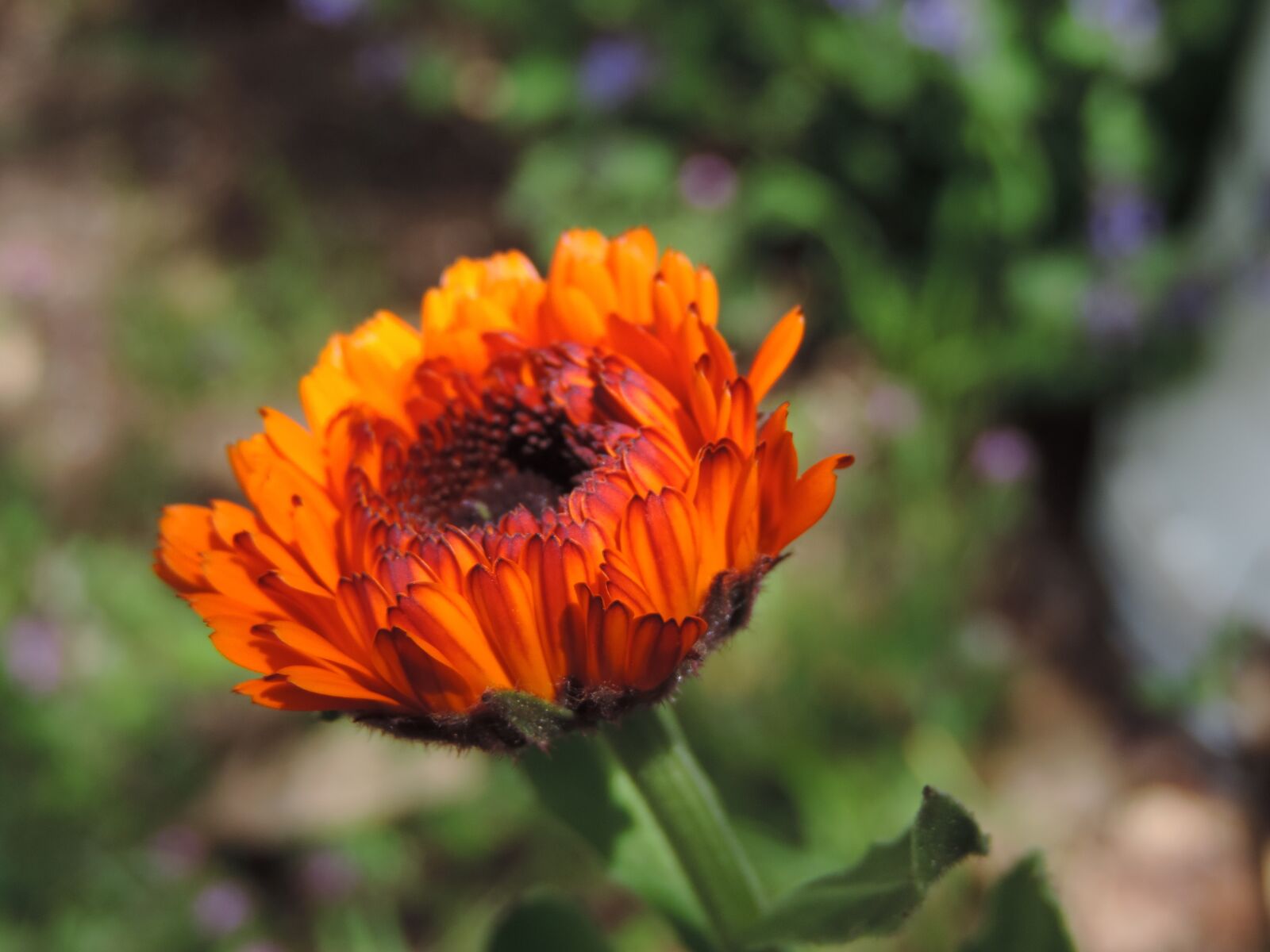 Nikon Coolpix P520 sample photo. Strawflower, fresh, blossom photography