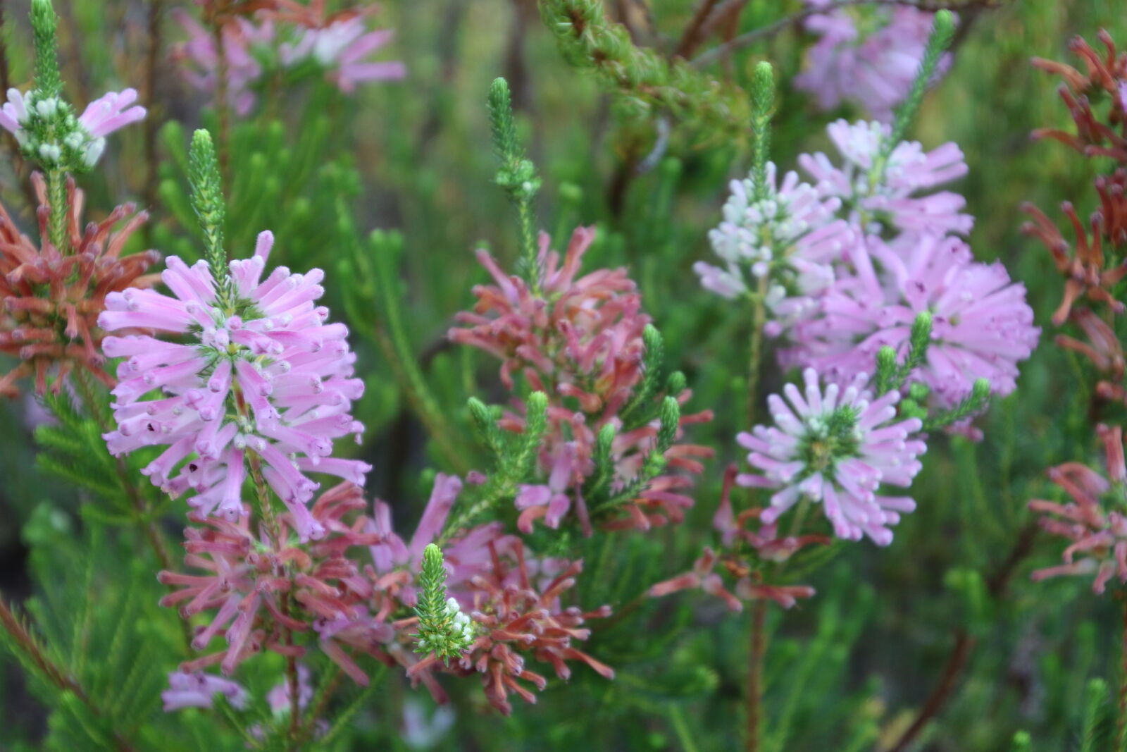 Canon EOS 7D Mark II sample photo. Flowers, garden, pink, pink photography