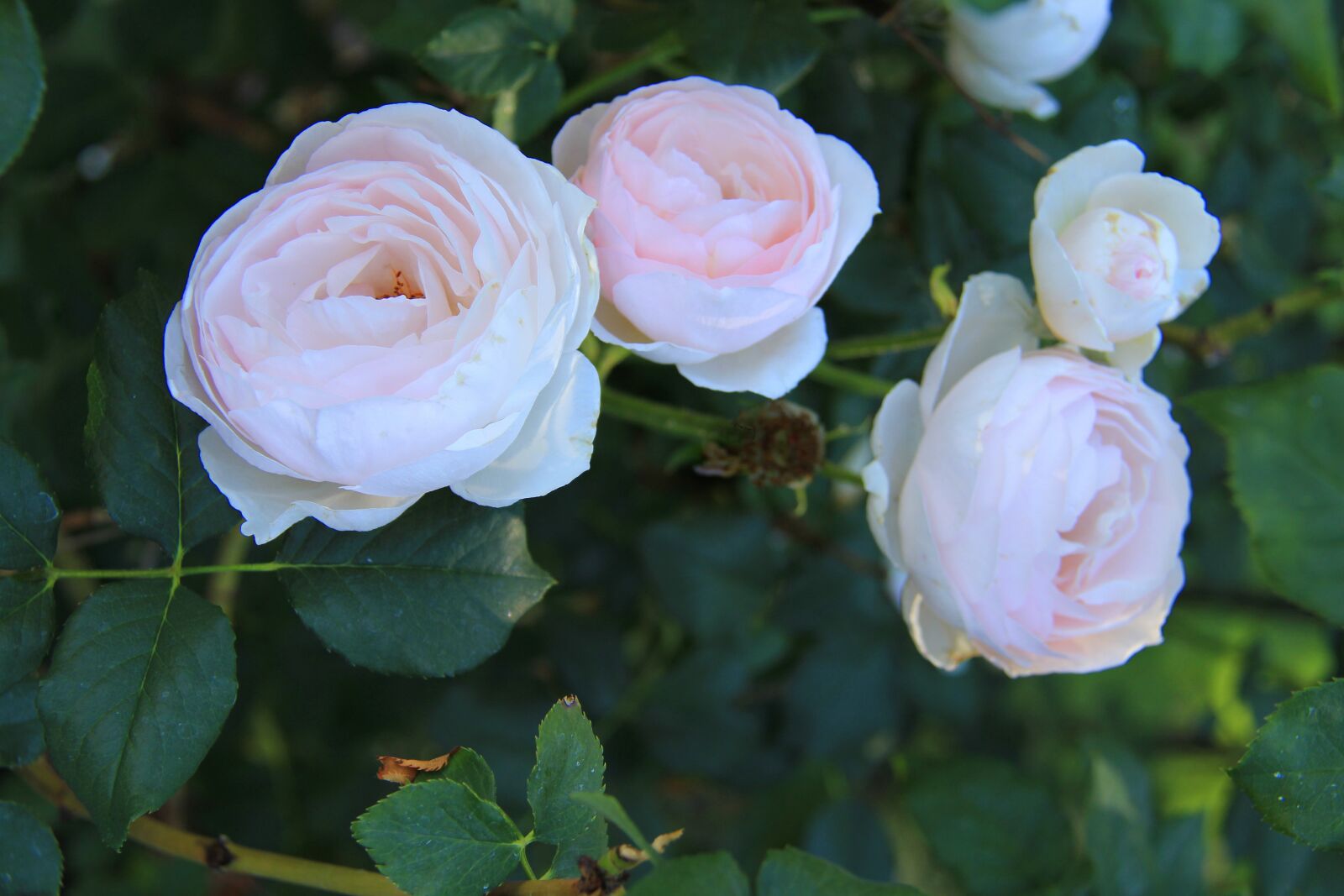 Canon EOS 60D + Canon EF-S 18-200mm F3.5-5.6 IS sample photo. Roses, pink, flower photography