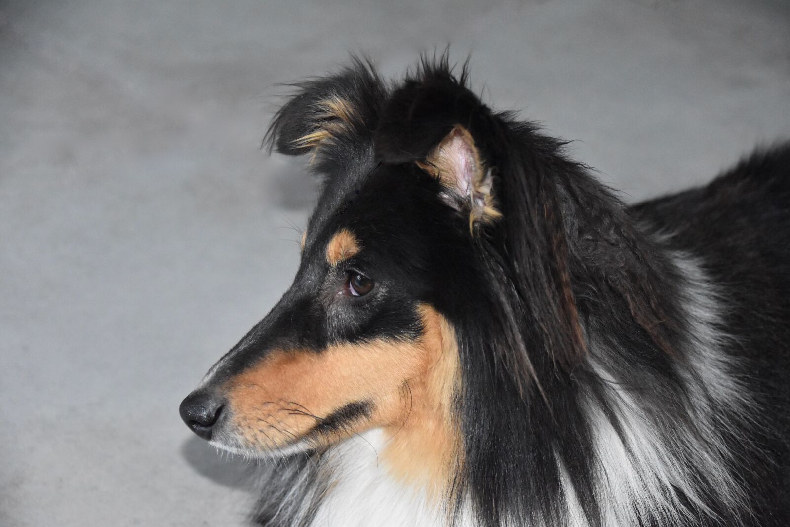 Nikon D5600 sample photo. Dog, shetland sheepdog, portrait photography