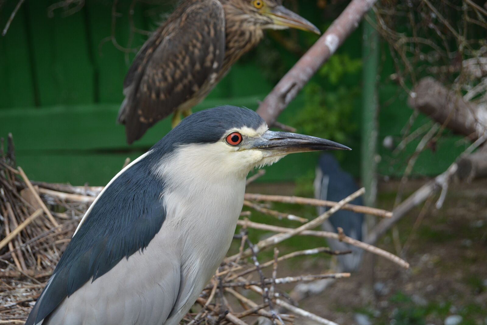 Nikon D5200 sample photo. Bird, grey white, bill photography