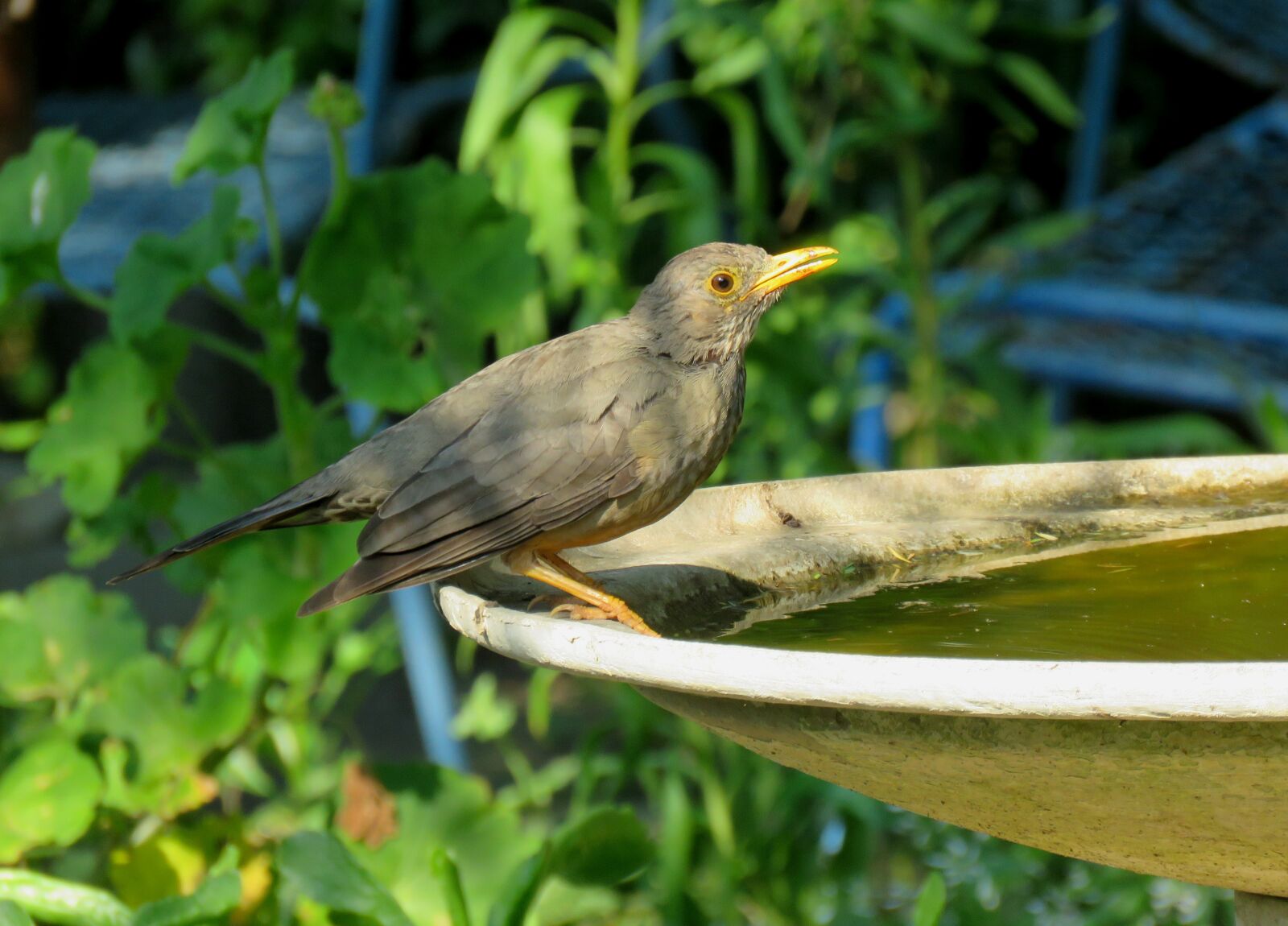 Canon PowerShot SX60 HS sample photo. Bird, thrush, olive thrush photography