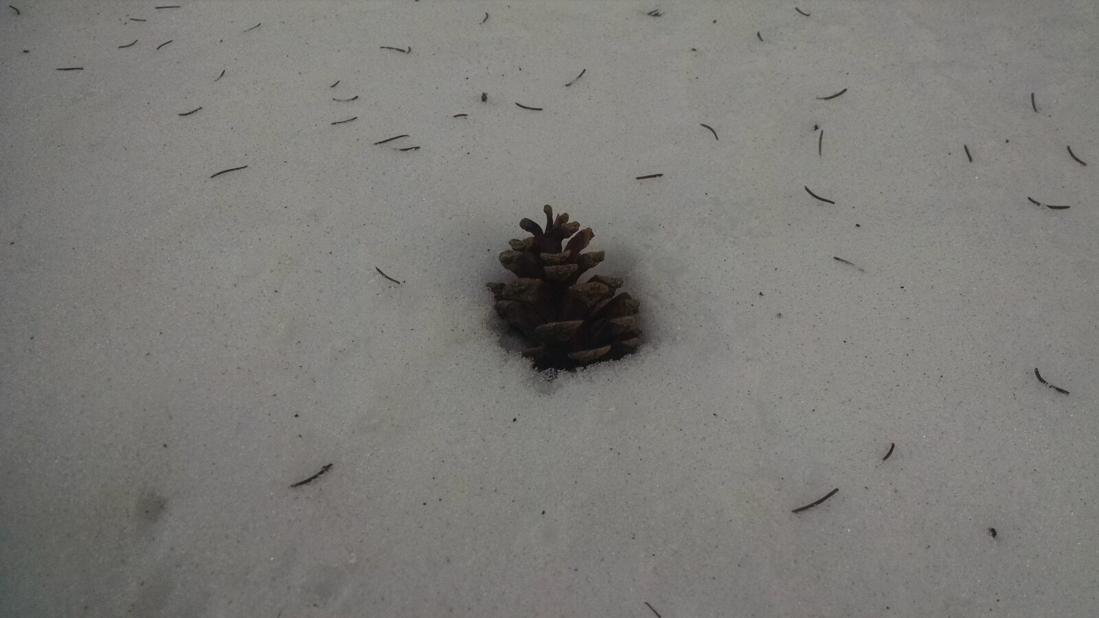 Motorola Moto X (1st Gen) sample photo. Pine, needles, pinecone, snow photography