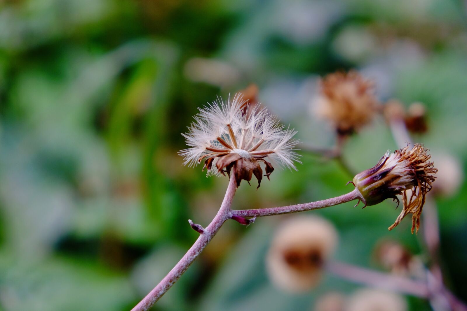 Fujifilm XF 18-55mm F2.8-4 R LM OIS sample photo. Spore grass, cotton, dead photography