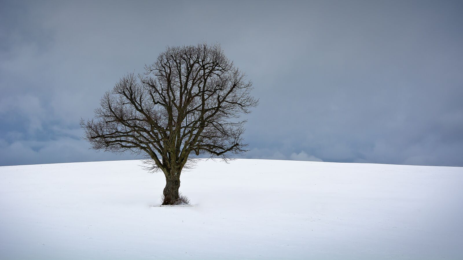 Nikon D7100 sample photo. Tree, winter, snow photography