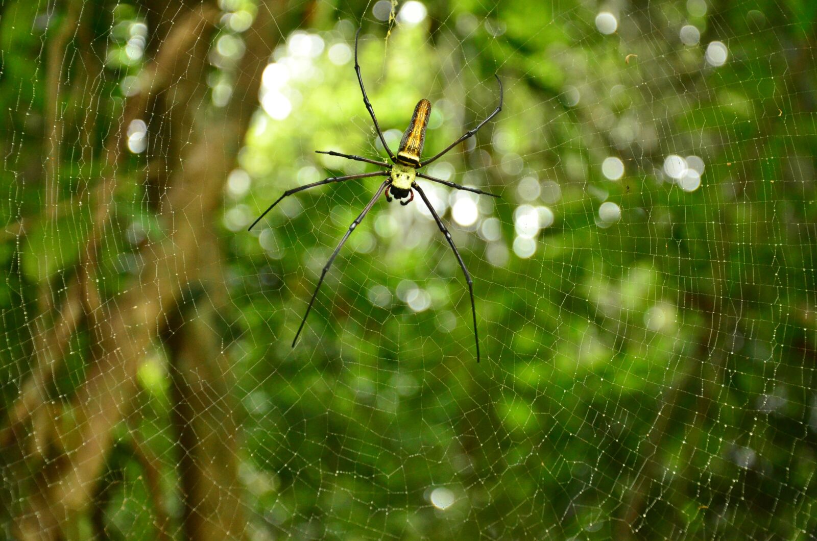 Nikon D7000 sample photo. Spider, spiderweb, arachnid photography