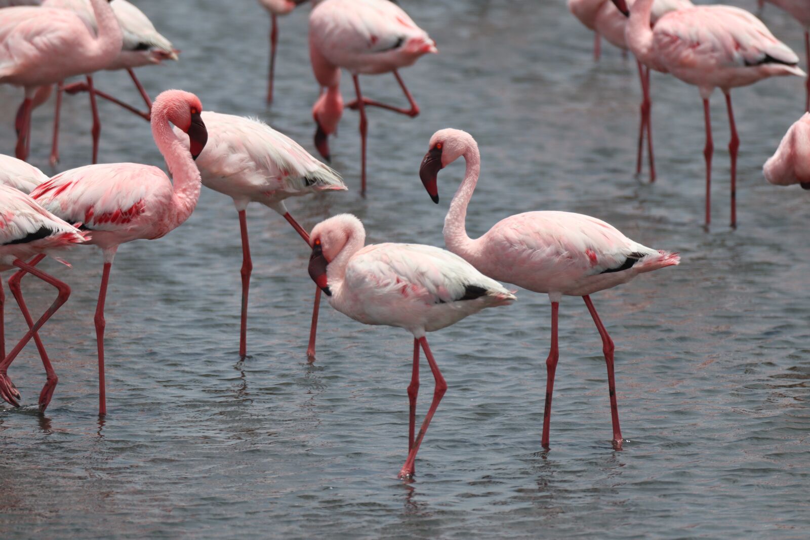 Canon EF 100-400mm F4.5-5.6L IS USM sample photo. Flamingo, waterfowl, pink photography