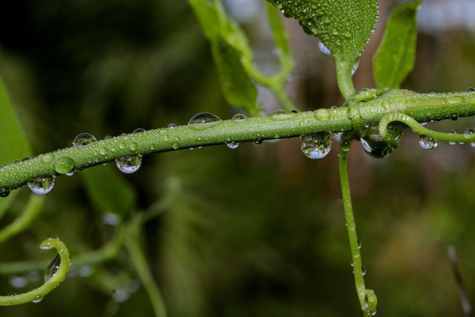 Canon EOS 7D sample photo. Water, drops, nature photography