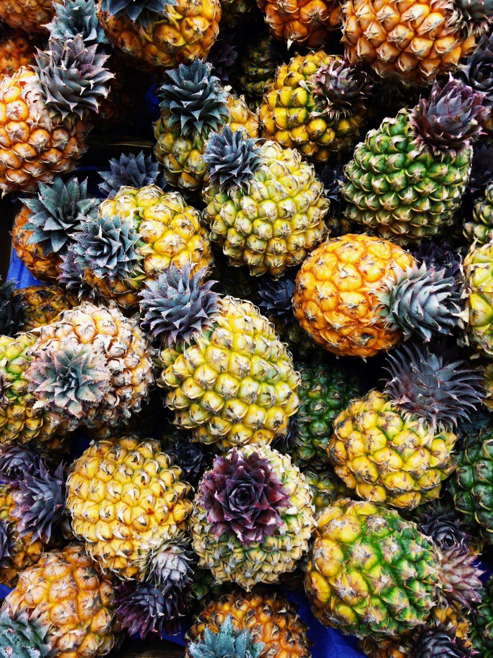iPhone 5c back camera 4.12mm f/2.4 sample photo. Pineapple, italy, vacation photography
