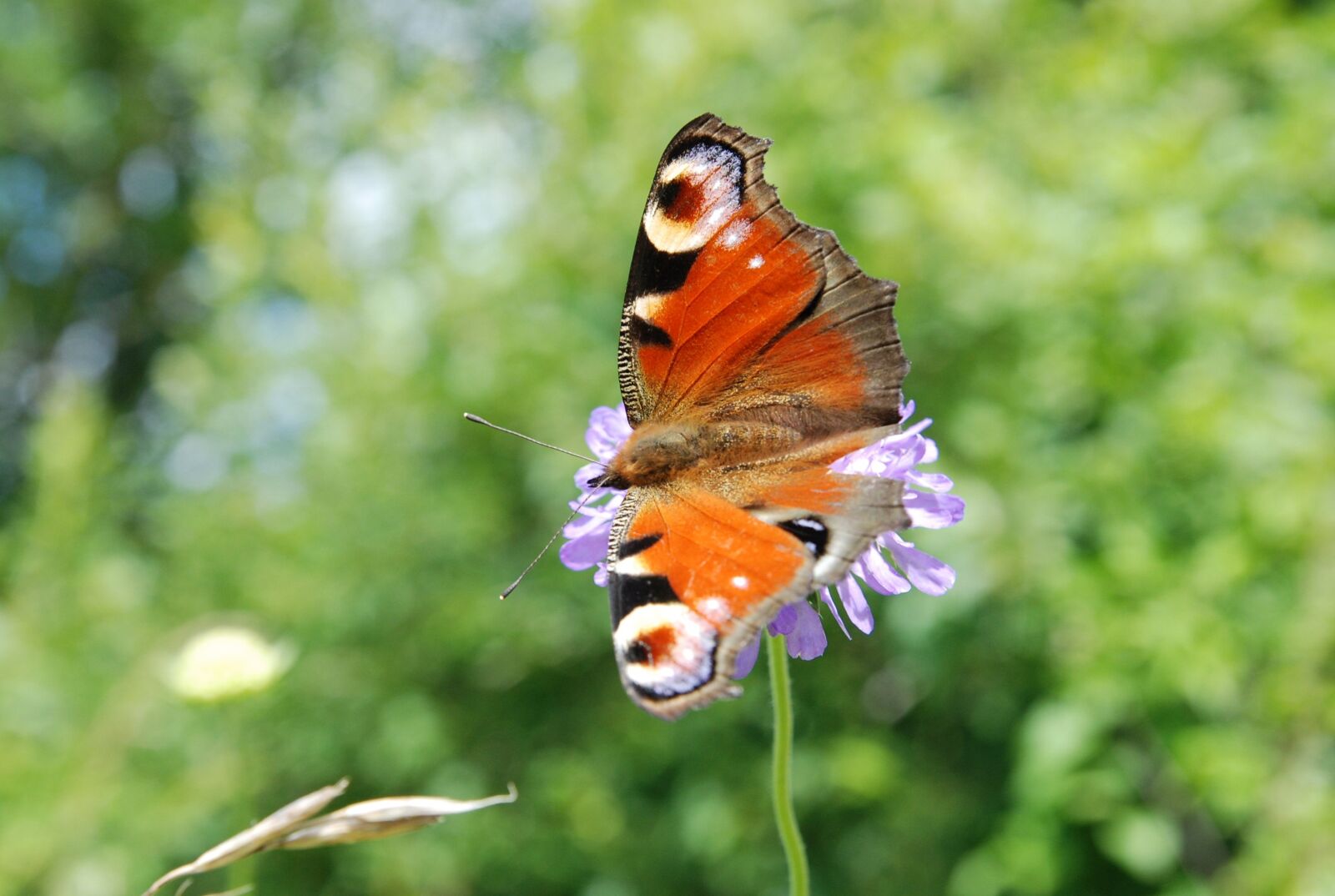 Nikon D80 sample photo. Butterfly, nature, insect photography