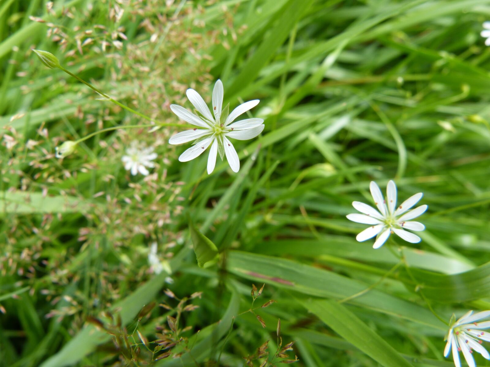 Panasonic Lumix DMC-FZ150 sample photo. Stellar grass, flowers, botany photography