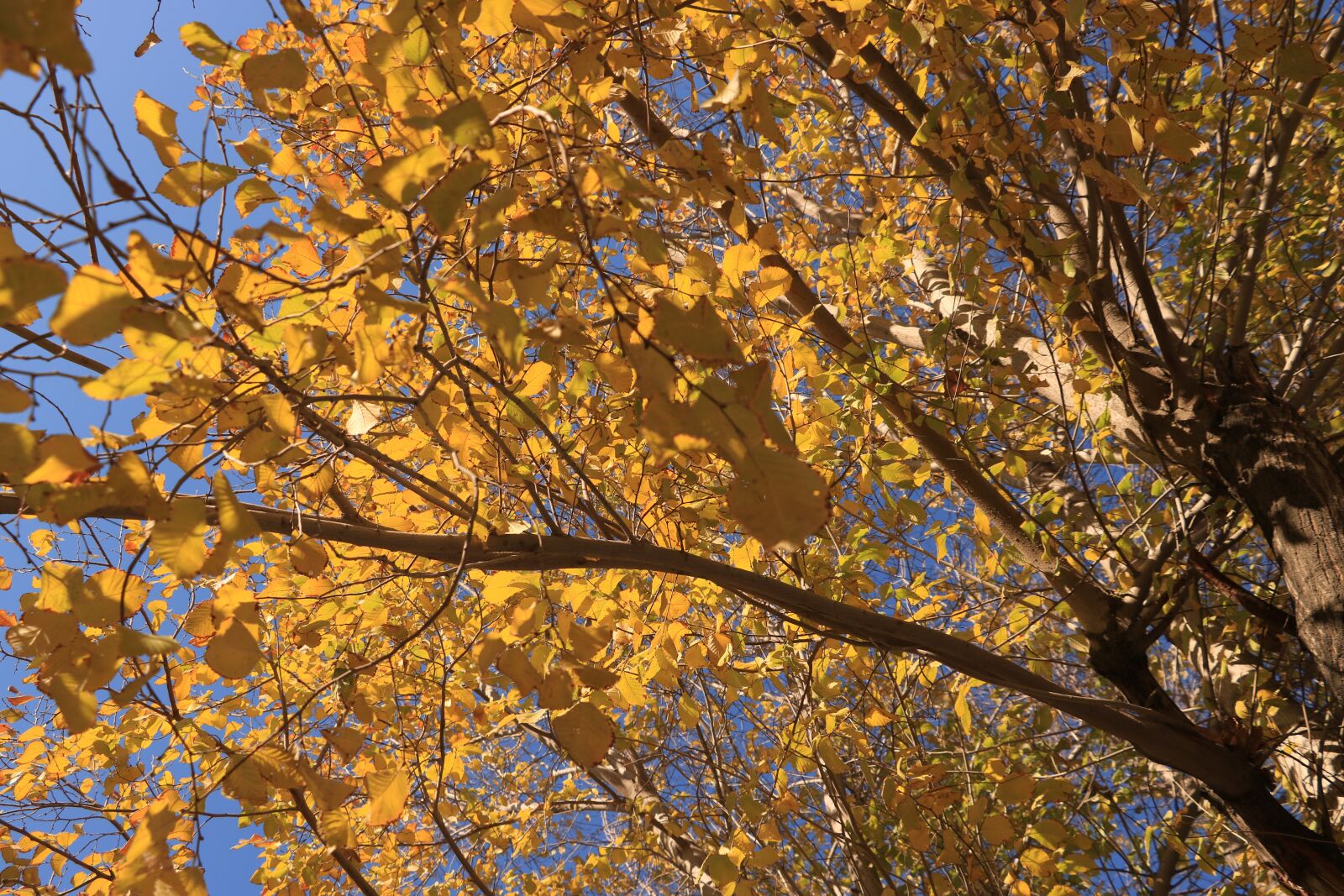 Canon EOS 750D (EOS Rebel T6i / EOS Kiss X8i) sample photo. Tree, fall, season photography