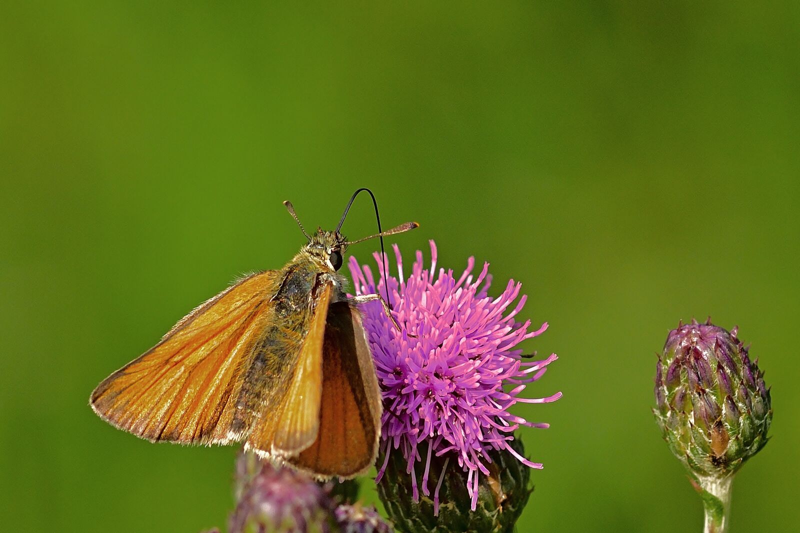 Nikon D5200 sample photo. Butterfly, blossom, bloom photography