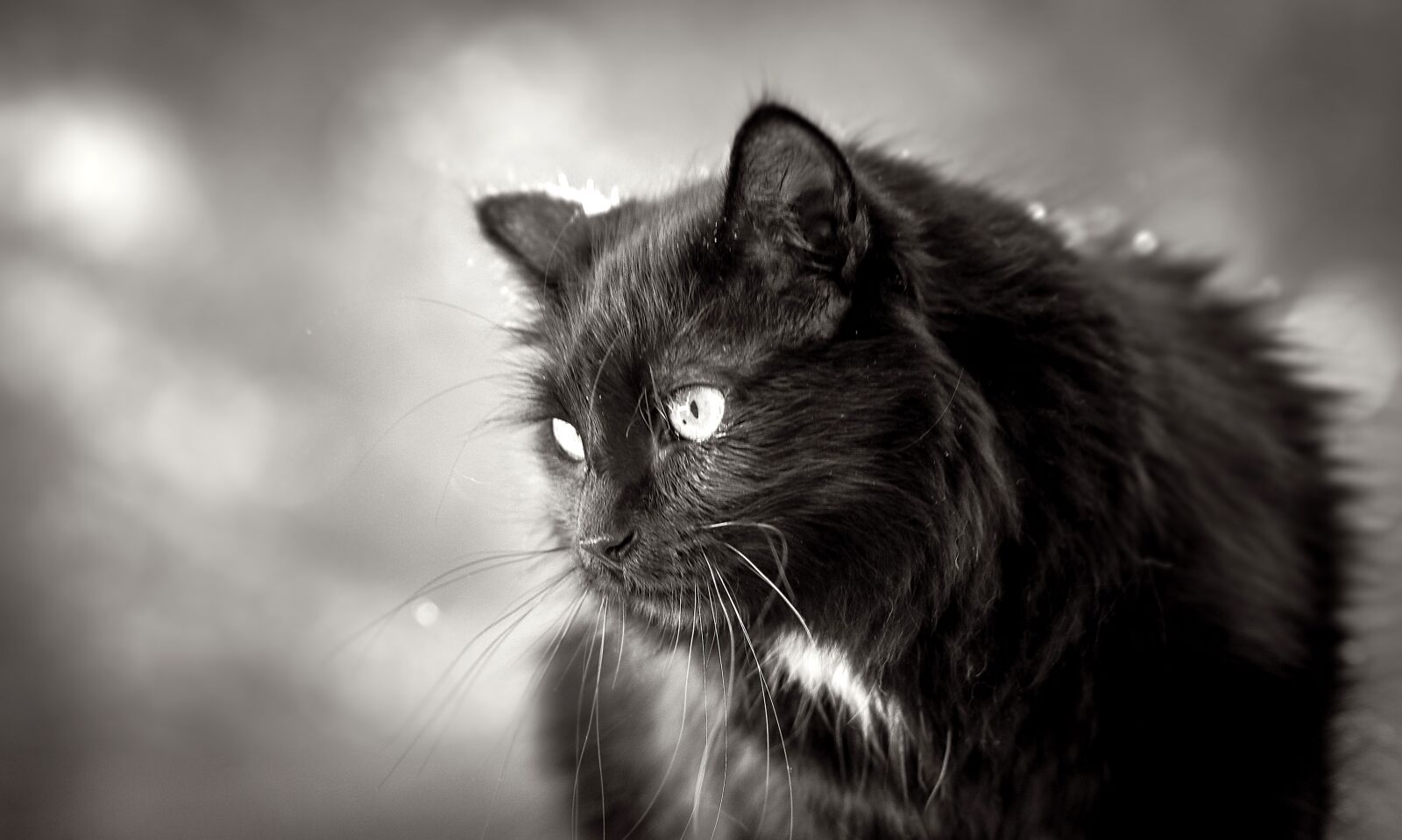 Canon EOS 7D Mark II sample photo. Predator, cat, claws photography