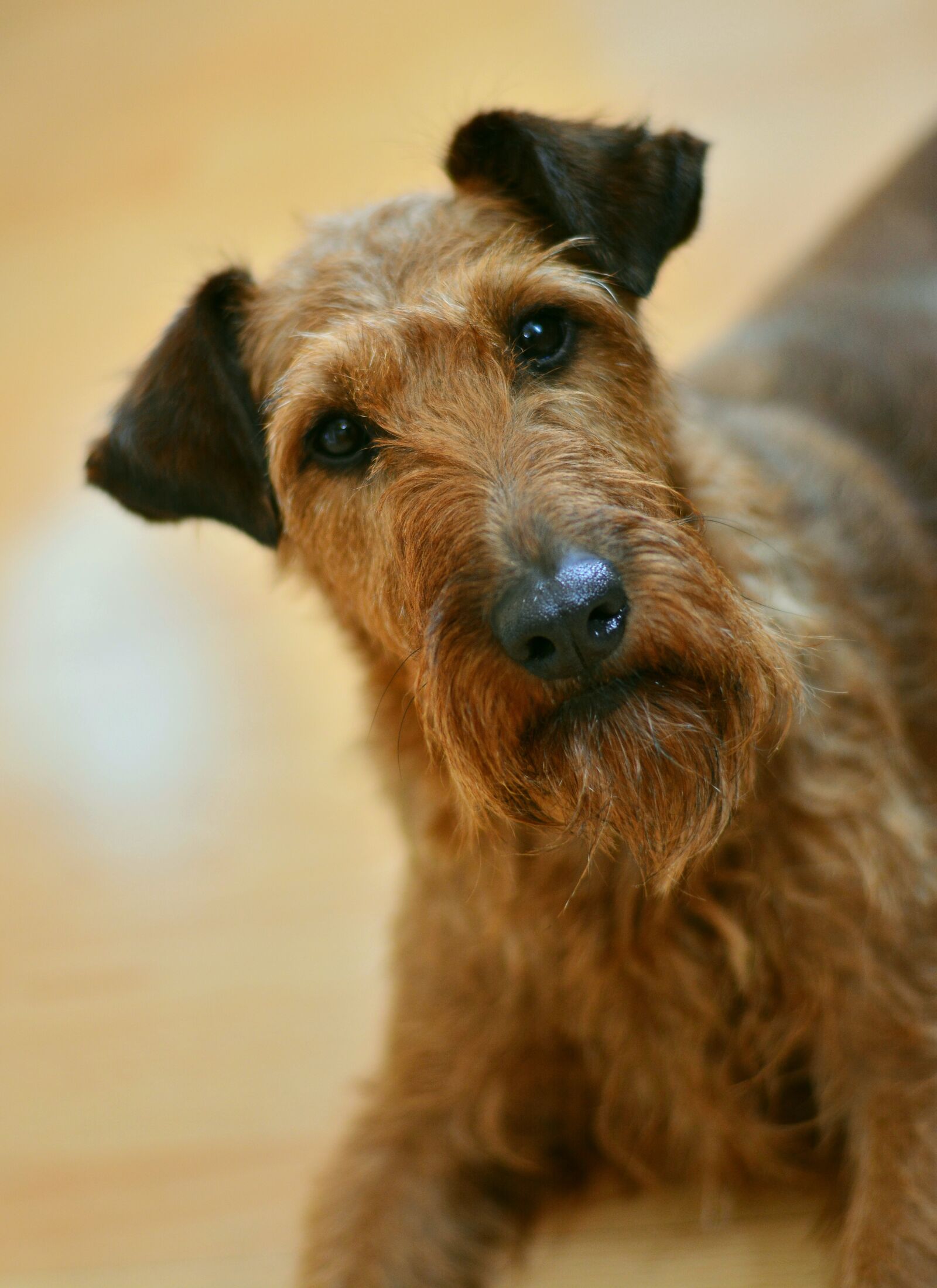 Nikon D5200 sample photo. Dog, irish terrier, terrier photography