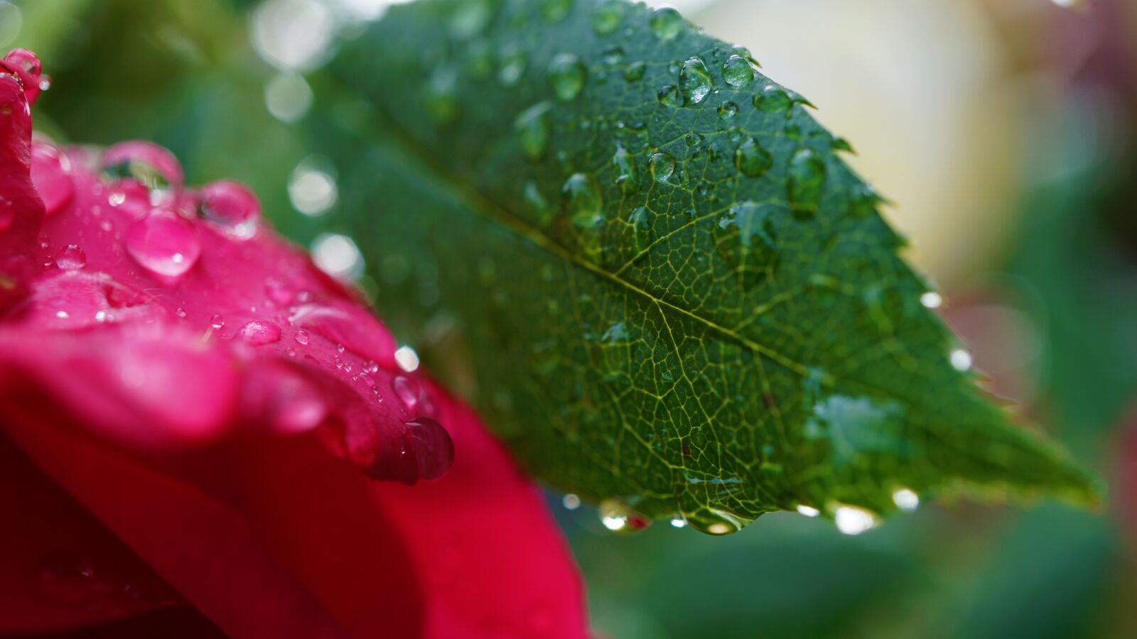 Sony E 30mm F3.5 Macro sample photo. Background, surface, autumn photography