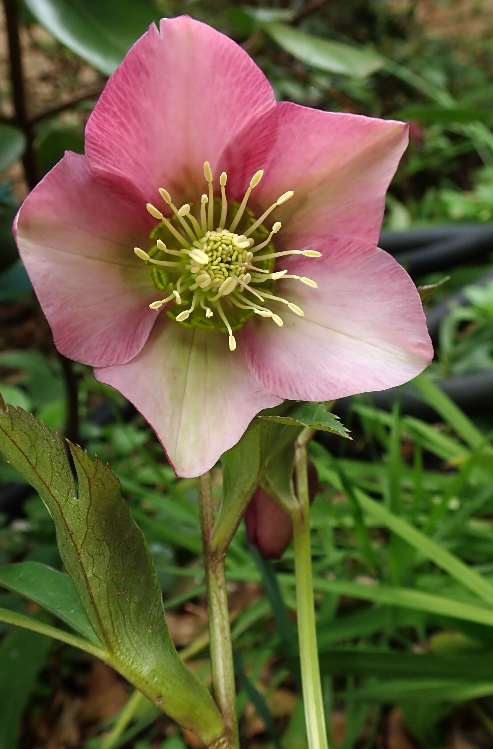 Olympus TG-5 sample photo. Pink, flower, garden photography