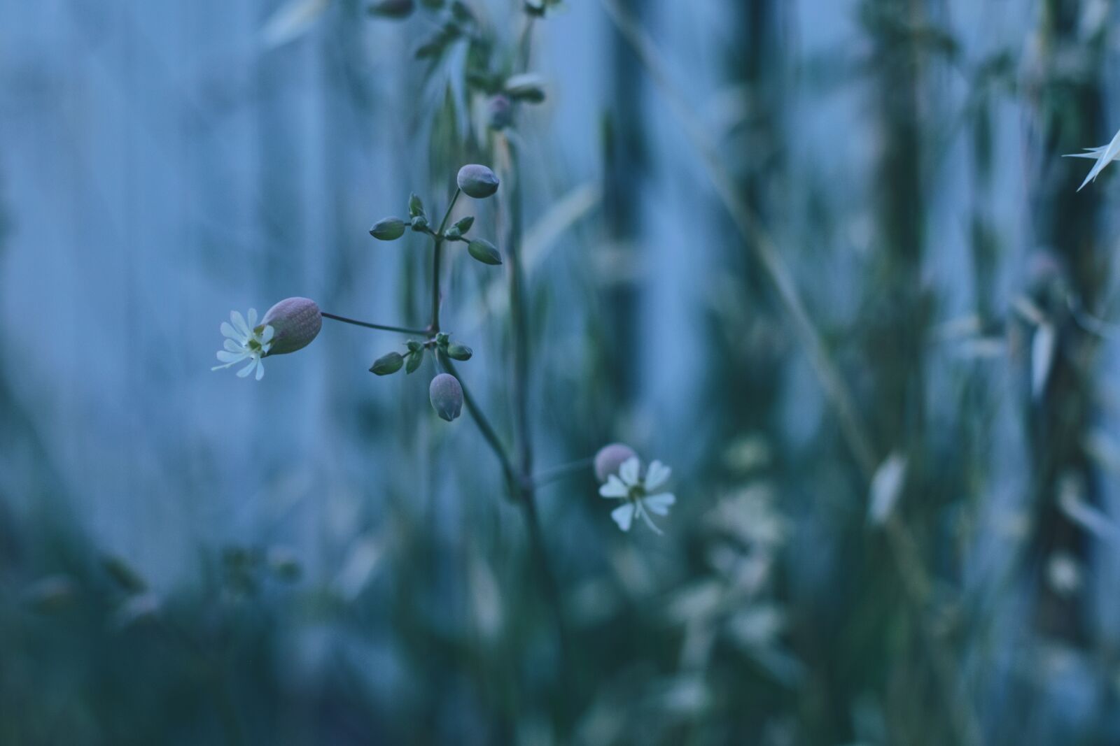 Nikon D7200 sample photo. Wildflowers, herbaceous, delicate photography