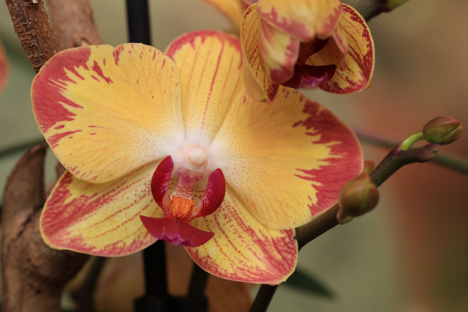 Canon EOS 80D sample photo. Orchid, flowers, yellow photography