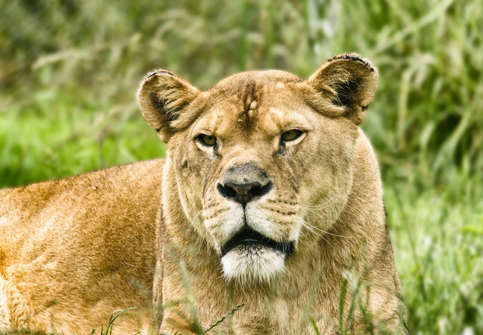 Nikon D5600 sample photo. Lioness, feline, africa photography