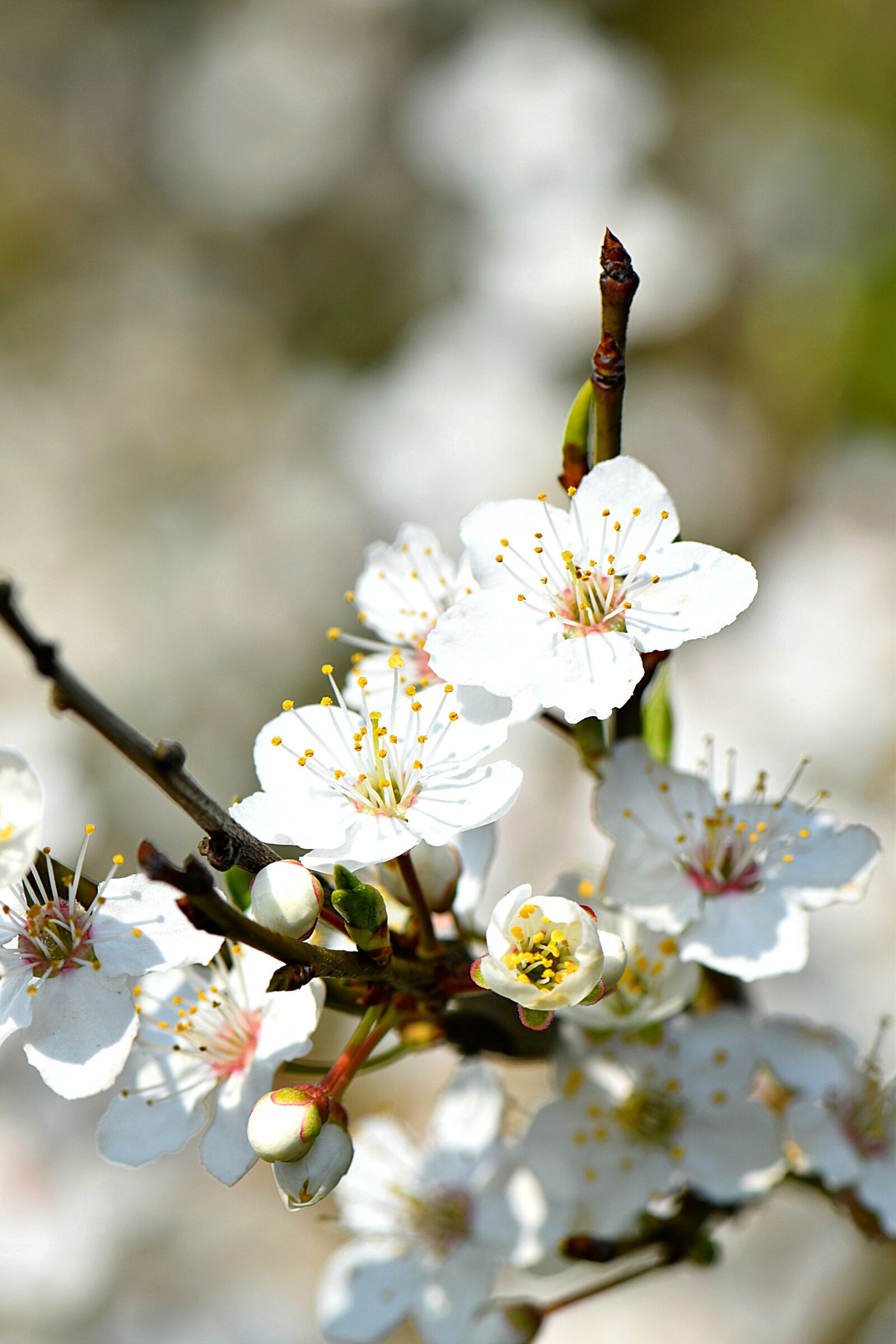 Nikon D5300 sample photo. Bloom, fruit, blossom photography
