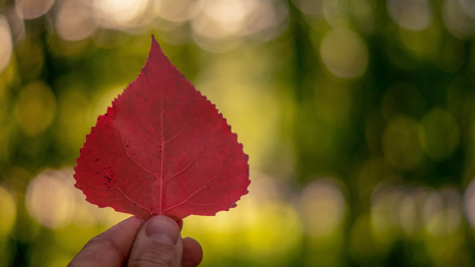 Sony SLT-A58 + Sony DT 50mm F1.8 SAM sample photo. Autumn, leaves, colorful photography