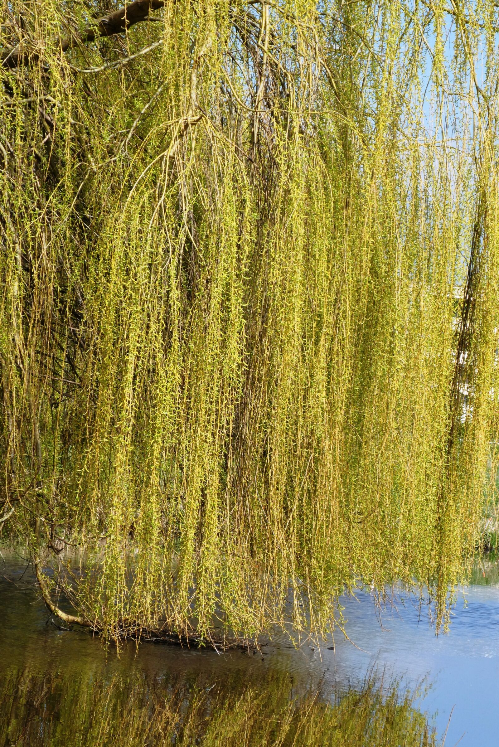 Panasonic Lumix DC-ZS70 (Lumix DC-TZ90) sample photo. Weeping willow, branches, branch photography