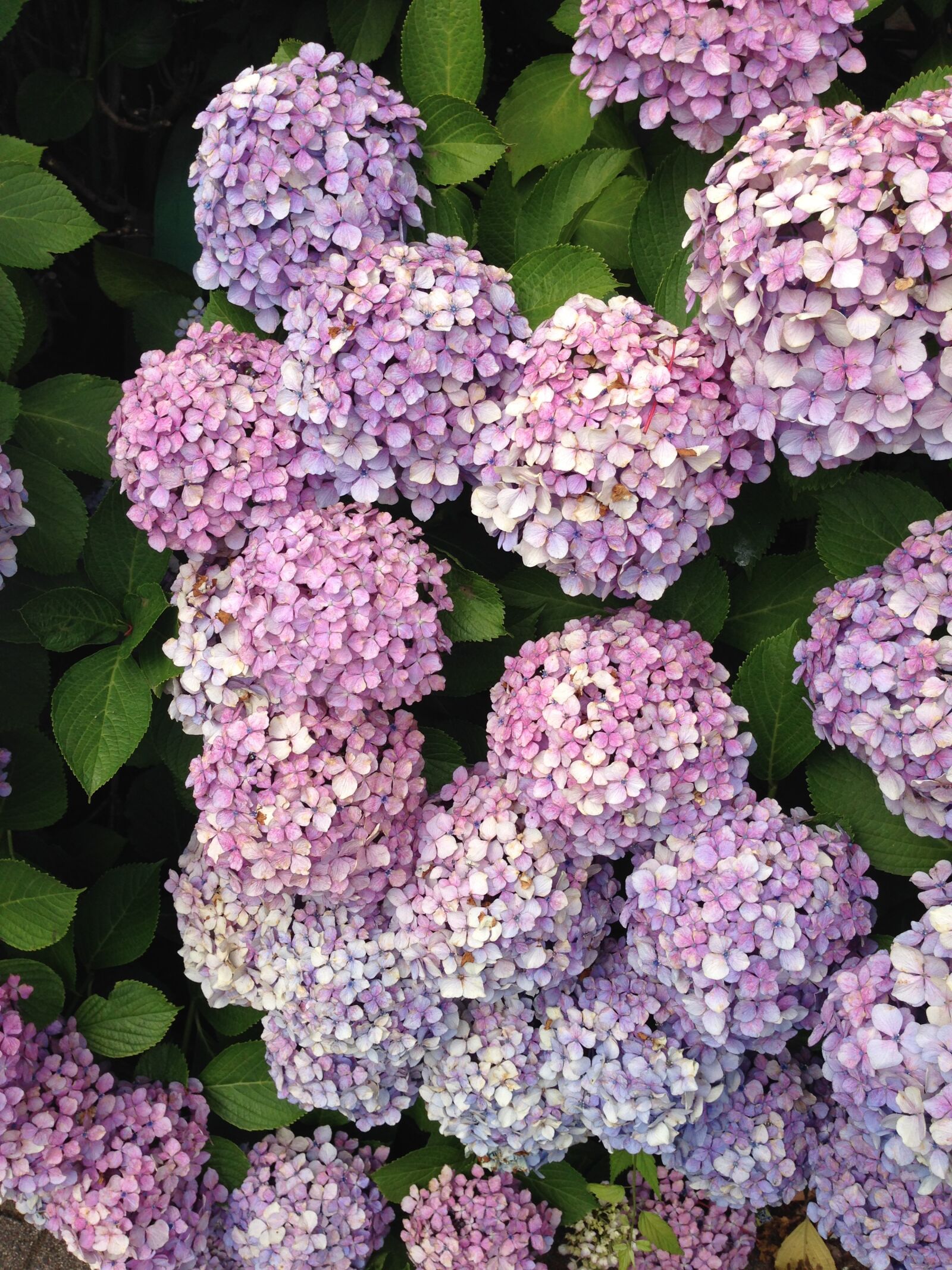 iPhone 5 back camera 4.12mm f/2.4 sample photo. Hydrangea, flowers, purple photography