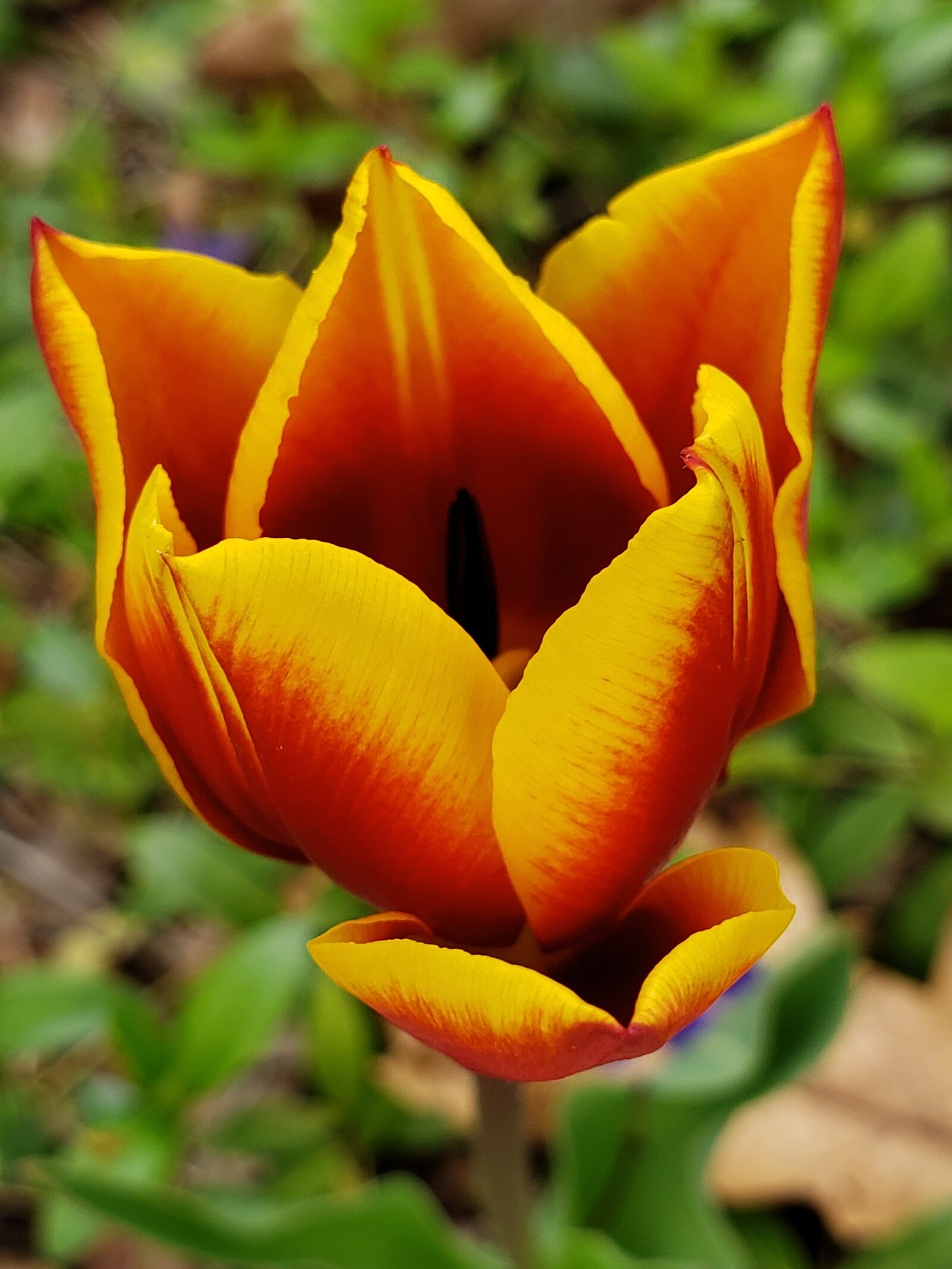 Samsung Galaxy Note9 sample photo. Tulip, yellow, spring photography