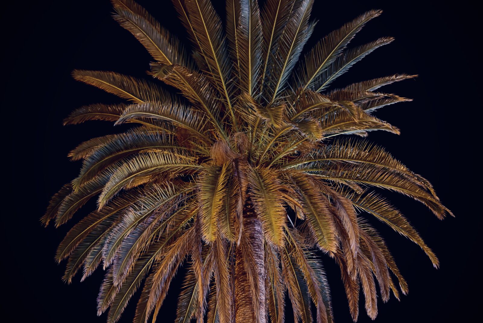 Nikon Nikkor Z 35mm F1.8 S sample photo. Palm, night, vacations photography