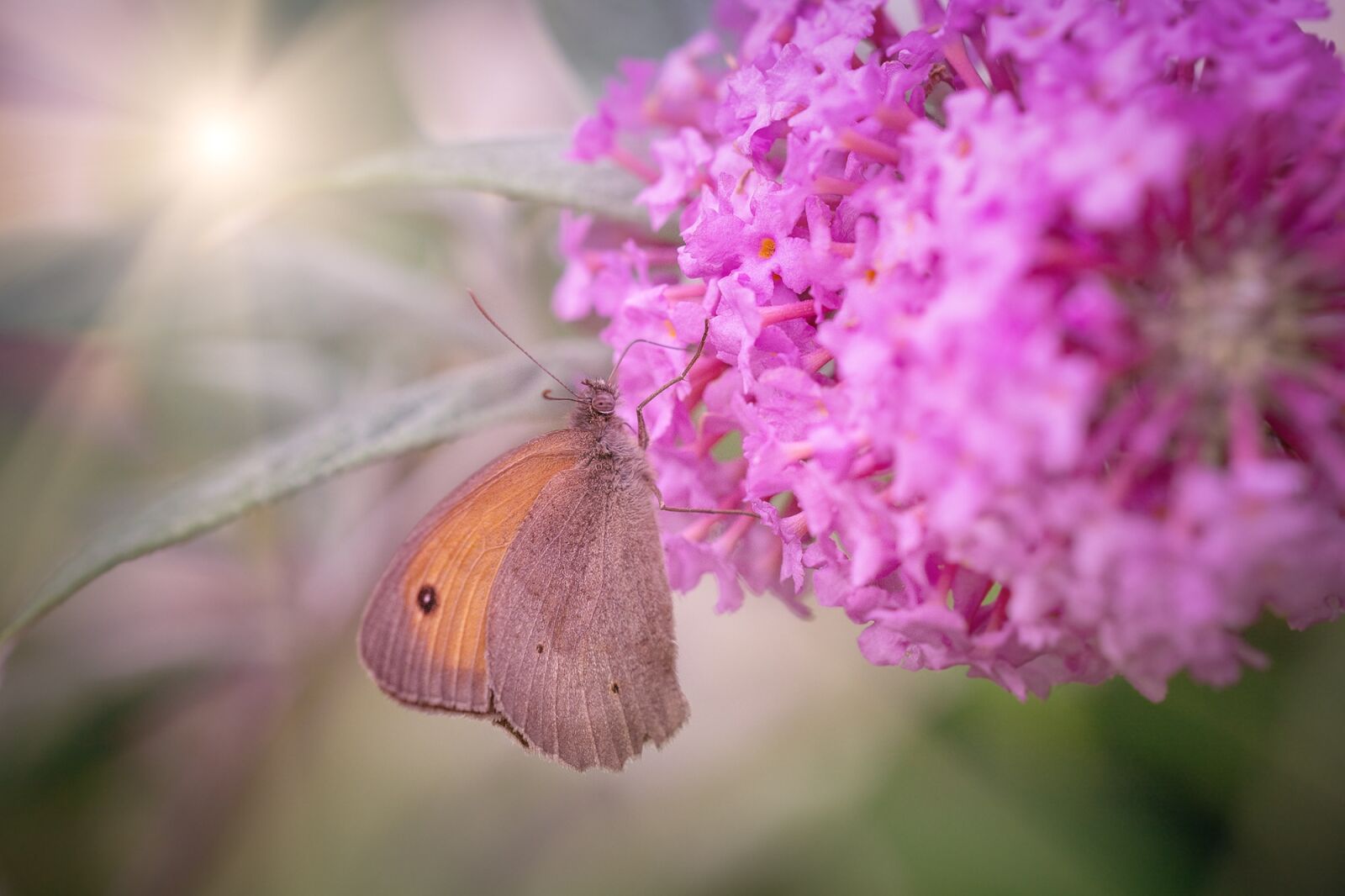 Nikon D7100 sample photo. Butterfly, meadow brown, edelfalter photography