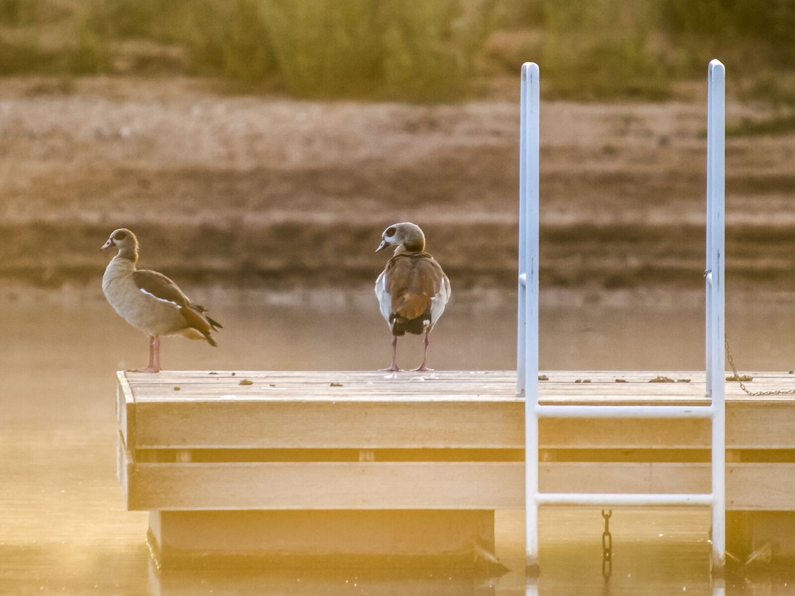 Olympus E-3 sample photo. Nilgans, goose, bird photography
