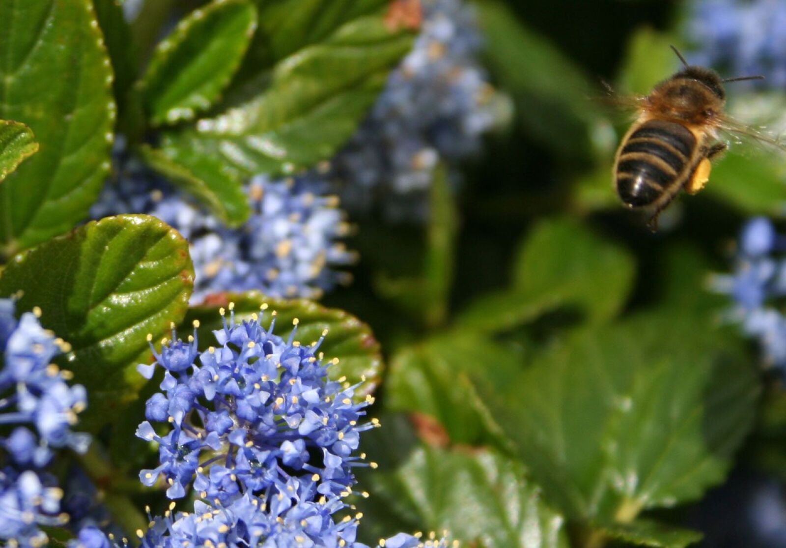 Canon EOS 350D (EOS Digital Rebel XT / EOS Kiss Digital N) sample photo. Bee, flower, flowers photography