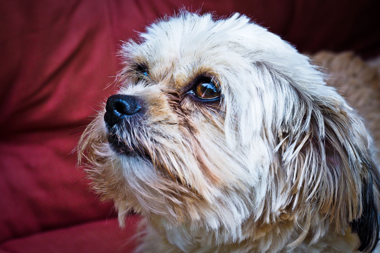 Olympus OM-D E-M10 sample photo. Dog, animal, pet photography
