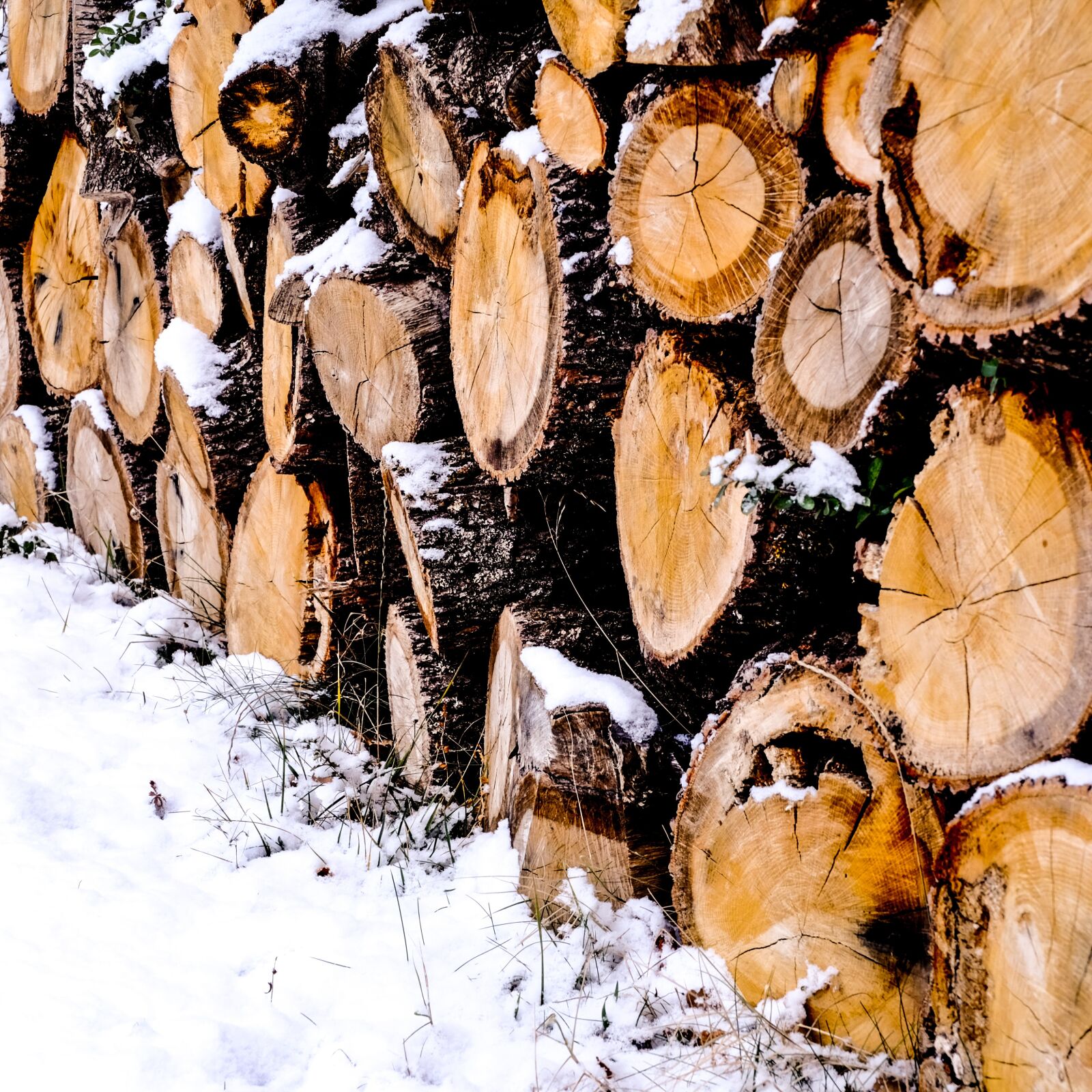 Fujifilm X-M1 sample photo. Nature, winter, wood photography