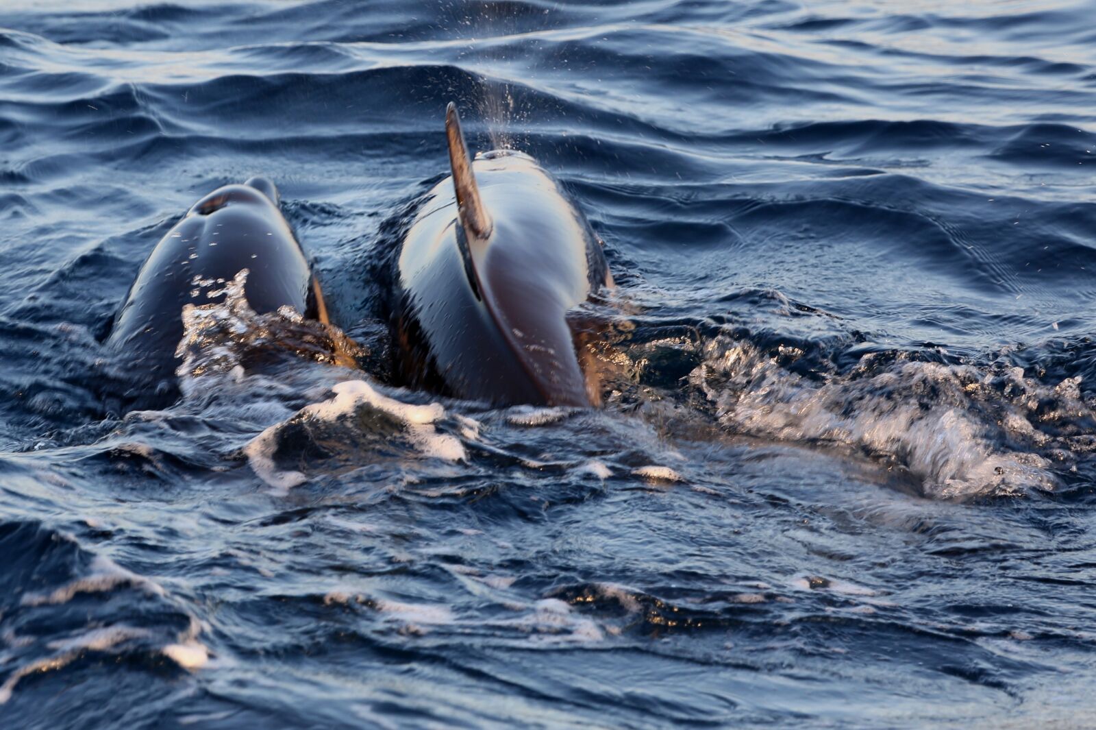 Canon EF 100-400mm F4.5-5.6L IS USM sample photo. Dolphins in the mating photography
