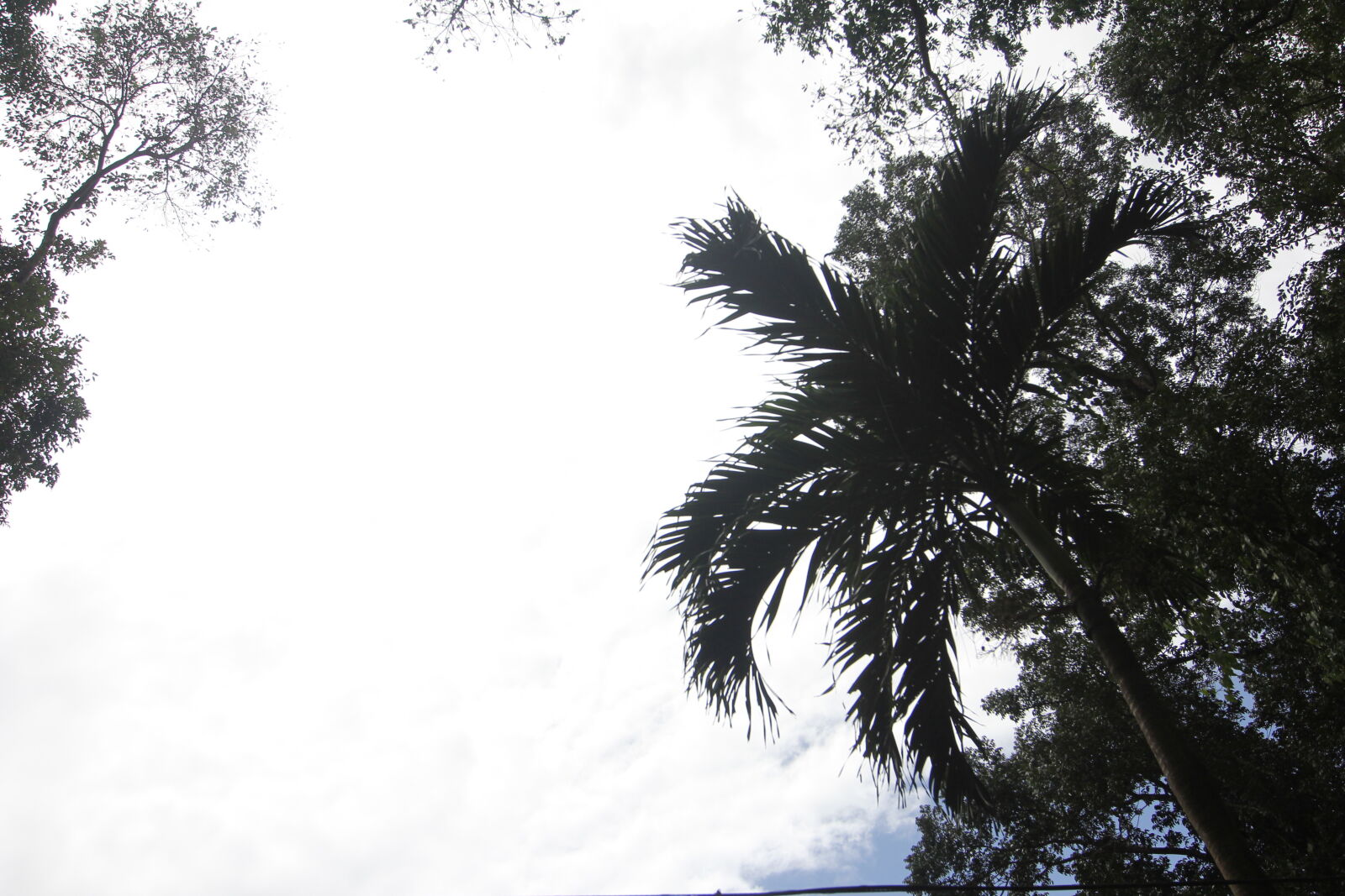 Canon EOS 60D sample photo. Tree photography