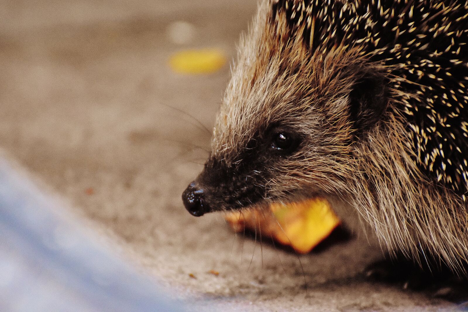 Nikon D7200 sample photo. Hedgehog child, young hedgehog photography