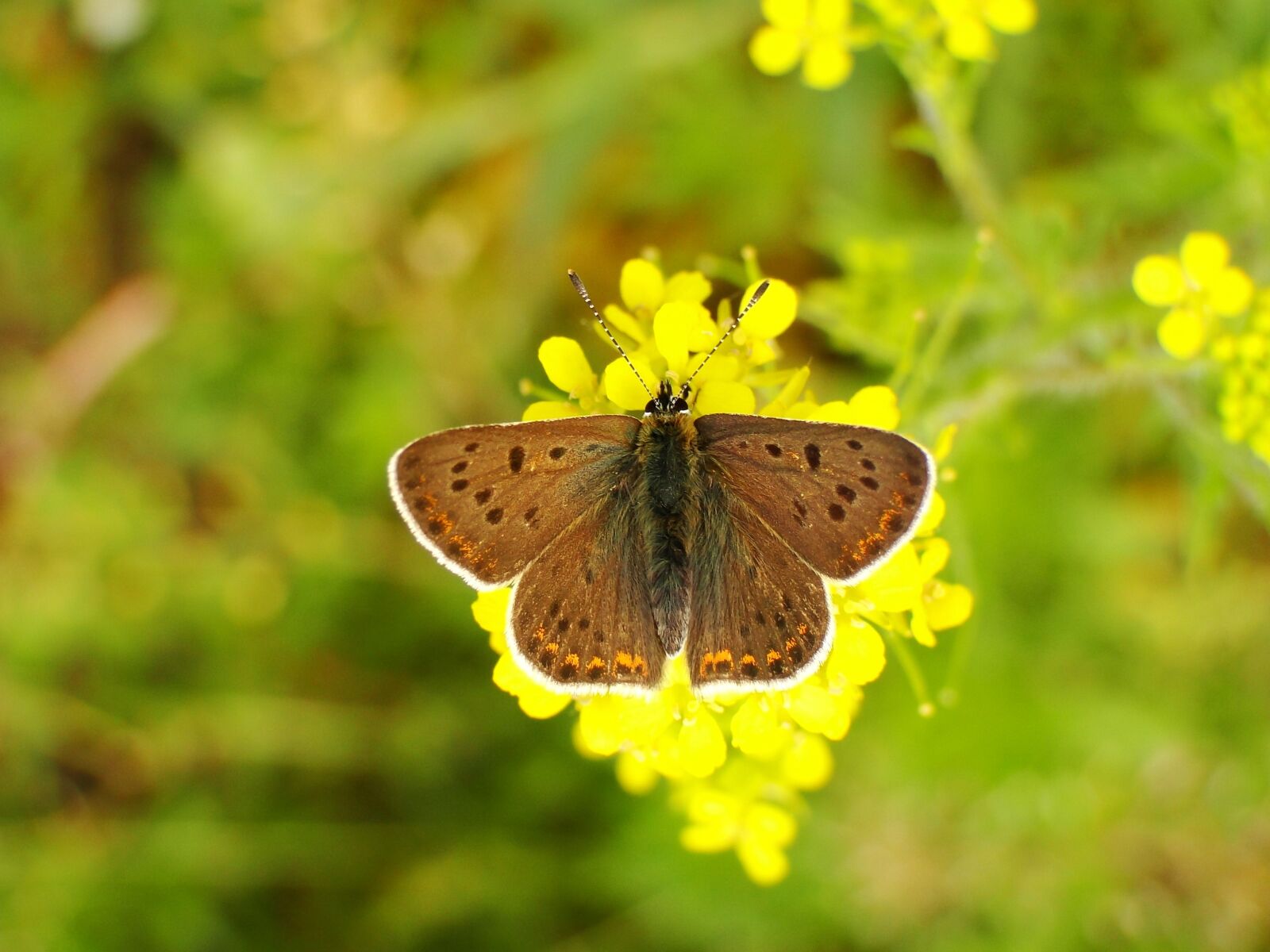 Sony Cyber-shot DSC-HX1 sample photo. Butterfly day, nature, insect photography