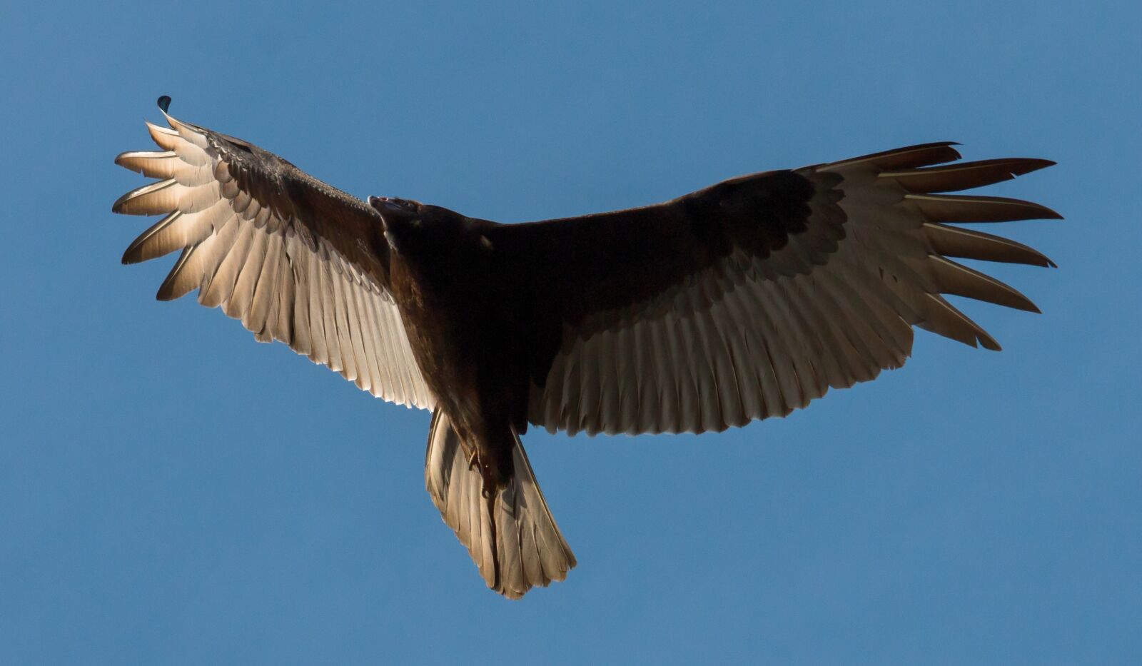 Canon EOS 70D sample photo. Turkey buzzard, buzzard, bird photography